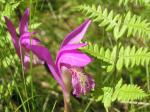 : - Arethusa bulbosa