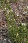 Felsenblümchen - Draba glabella