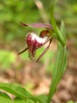 : - Cypripedium arietinum