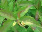 Kanadisches Buschgeißblatt - Diervilla lonicera