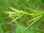 : - Dulichium arundinaceum
