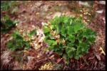 : - Heuchera richardsonii