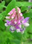 : - Lathyrus venosus