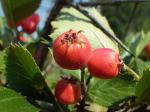 Rundblättriger Weißdorn - Crataegus chrysocarpa