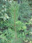 : - Pinus banksiana