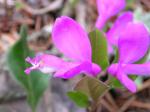 : - Polygala paucifolia