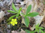 Blutwurz - Potentilla simplex
