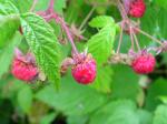 : - Rubus strigosus