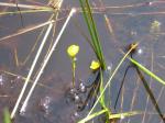 : - Utricularia cornuta
