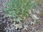 : - Astragalus lotiflorus