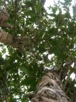 Alectryon macrococcus - Alectryon macrococcum