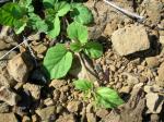 : - Boerhavia coccinea