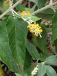 : - Buddleja madagascariensis