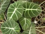: - Alocasia reginula