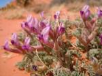 : - Astragalus newberryi