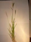 : - Chloris radiata