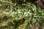 : - Apalochlamys spectabilis