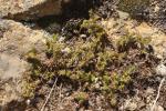 : - Asperula gunnii