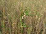 Hunds-Straußgras - Agrostis canina