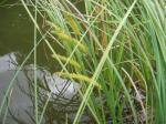 Schnabel-Segge - Carex rostrata