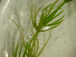 Zerbrechliche Armleuchteralge - Chara globularis