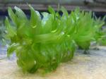 Dichtblättrige Wasserpest - Egeria densa