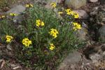 Honig-Schöterich - Erysimum odoratum