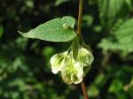 Hecken-Knöterich - Fallopia dumetorum