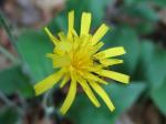 Wald-Habichtskraut - Hieracium murorum