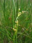 Stumpfblütige Binse - Juncus subnodulosus