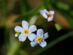 Rasen-Vergissmeinnicht - Myosotis laxa