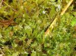 : - Calliergon giganteum