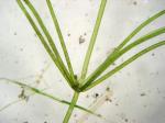 Stachelspitzige Glanzleuchteralge - Nitella mucronata