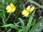 Zungen-Hahnenfuß - Ranunculus lingua