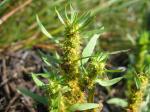 Ufer-Ampfer - Rumex maritimus