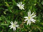 Gras-Sternmiere - Stellaria graminea