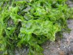 Meersalat - Ulva lactuca