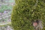 Kurzhängendes Hängemoos - Antitrichia curtipendula