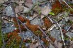 : - Bryum pallens