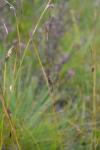 Saum-Segge - Carex hostiana