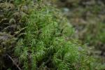 : - Dicranum majus