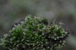 : - Fissidens bryoides