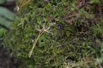 : - Hylocomiastrum umbratum
