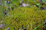 : - Palustriella commutata