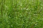 Wald-Rispengras - Poa chaixii