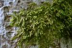Gewöhnliches Kratzmoos - Radula complanata