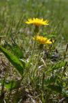 Niedrige Schwarzwurzel - Scorzonera humilis