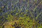 : - Sphagnum papillosum