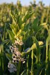 Ackerbohne - Vicia faba