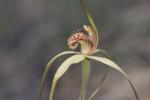 : - Caladenia echidnachila